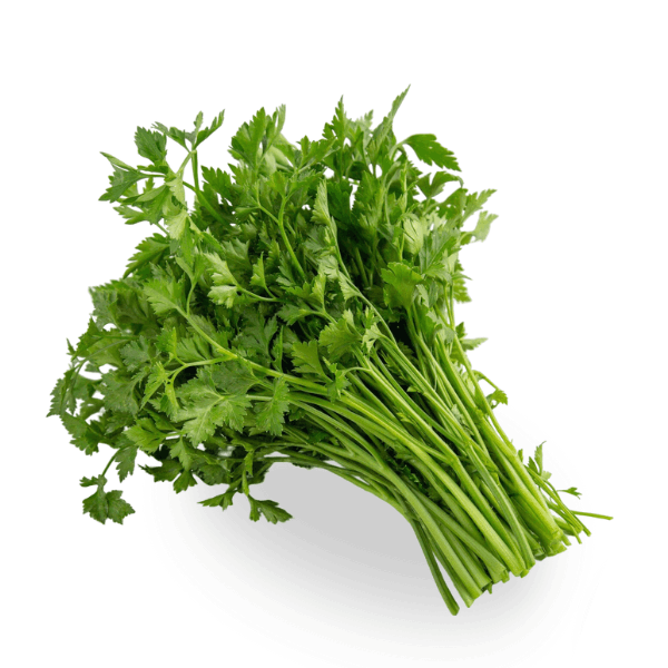 Bunch of fresh cilantro