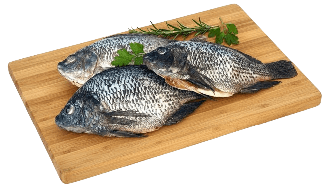 Tilapia